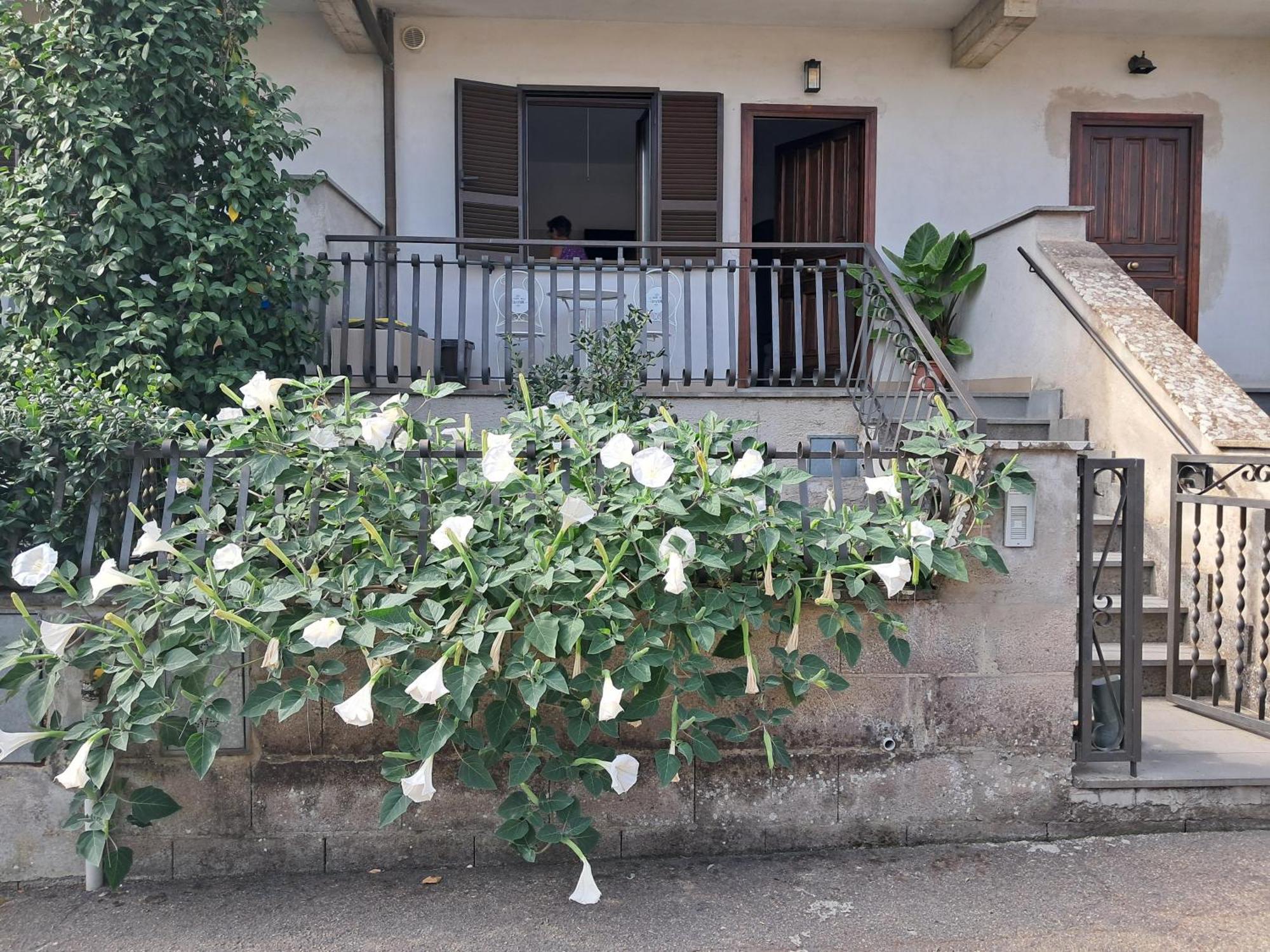 A Casa Ida Apartment Bagnoregio Ngoại thất bức ảnh